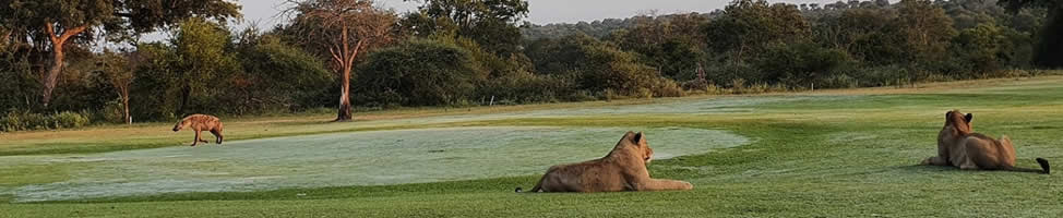 Skukuza Golf Course during Covid Shutdown